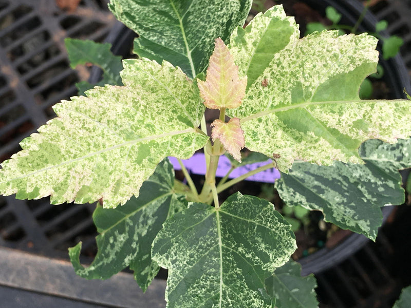 - Acer rubescens 'Tickled Pink' Variegated Snakebark Japanese Maple - Mr Maple │ Buy Japanese Maple Trees