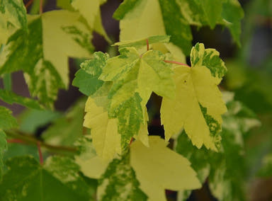 - Acer rubrum The Framett Maple Variegated Red Maple - Mr Maple │ Buy Japanese Maple Trees