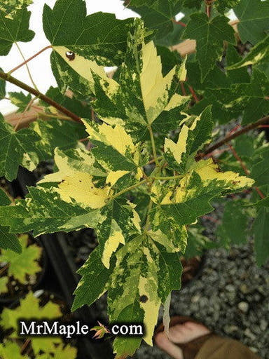 - Acer rubrum The Framett Maple Variegated Red Maple - Mr Maple │ Buy Japanese Maple Trees