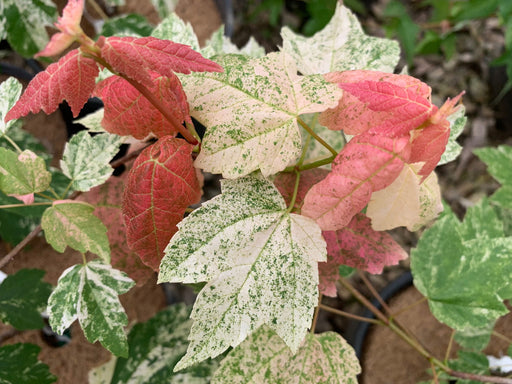 '- Acer rubrum 'Vanity' Variegated Red Maple - Mr Maple │ Buy Japanese Maple Trees