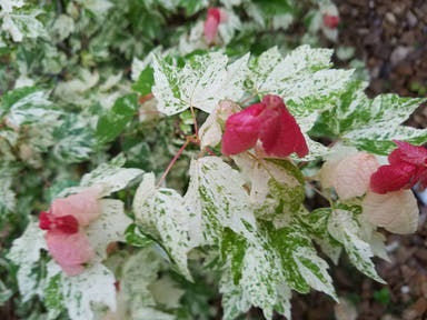 - Acer rubrum 'Vanity' Variegated Red Maple - Mr Maple │ Buy Japanese Maple Trees