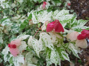 - Acer rubrum 'Vanity' Variegated Red Maple - Mr Maple │ Buy Japanese Maple Trees