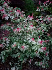 - Acer rubrum 'Vanity' Variegated Red Maple - Mr Maple │ Buy Japanese Maple Trees