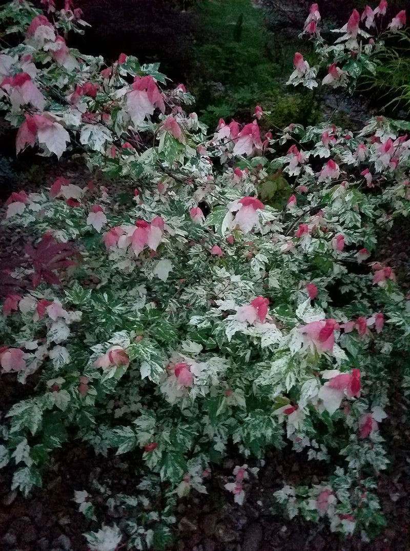 - Acer rubrum 'Vanity' Variegated Red Maple - Mr Maple │ Buy Japanese Maple Trees