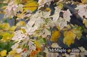 - Acer rubrum 'Vanity' Variegated Red Maple - Mr Maple │ Buy Japanese Maple Trees