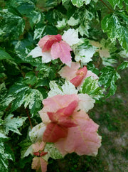 - Acer rubrum 'Vanity' Variegated Red Maple - Mr Maple │ Buy Japanese Maple Trees