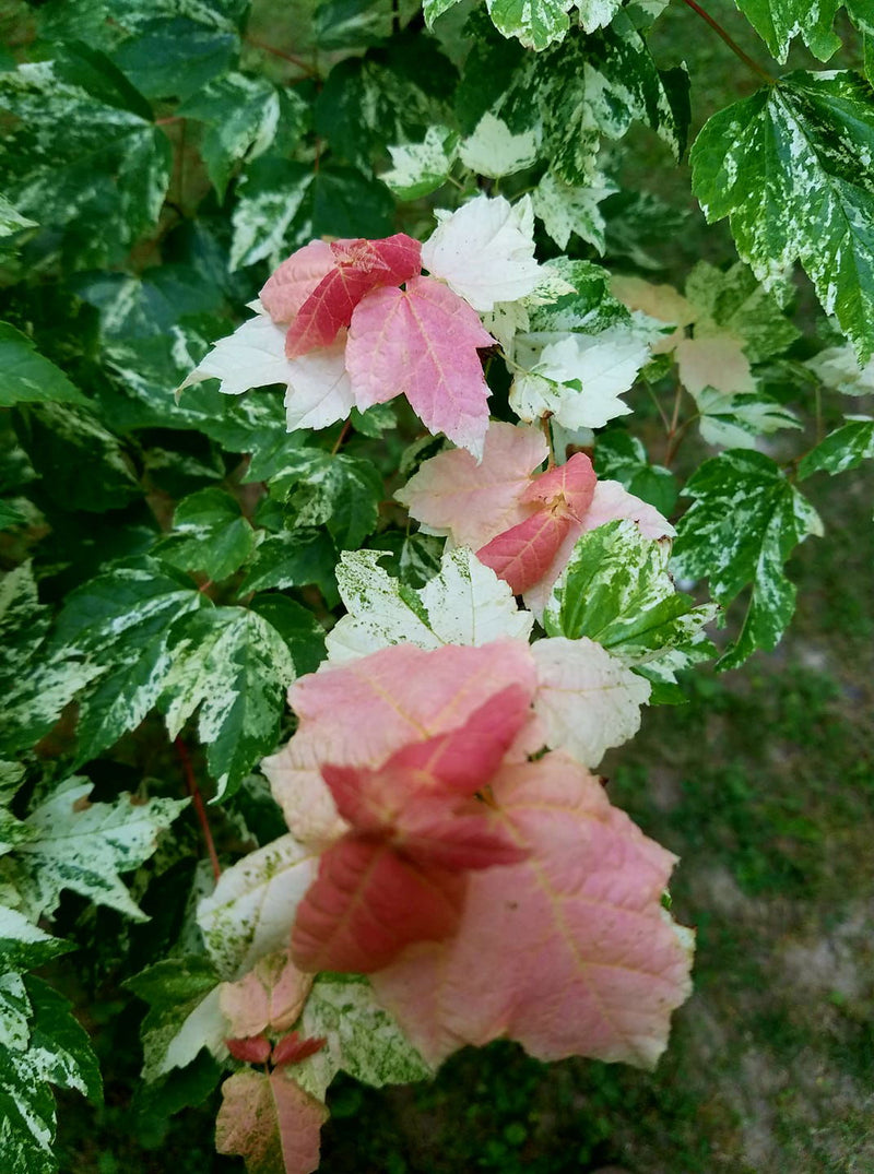 - Acer rubrum 'Vanity' Variegated Red Maple - Mr Maple │ Buy Japanese Maple Trees