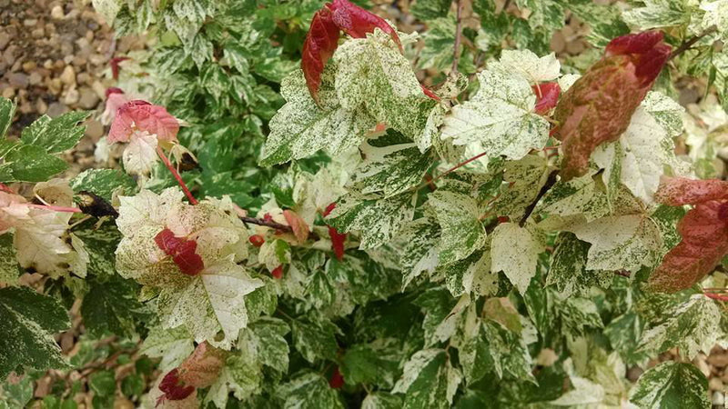 - Acer rubrum 'Vanity' Variegated Red Maple - Mr Maple │ Buy Japanese Maple Trees