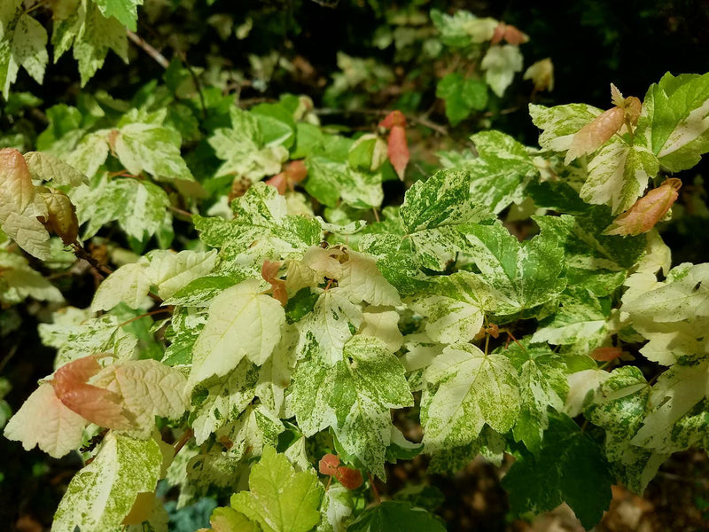- Acer rubrum 'Vanity' Variegated Red Maple - Mr Maple │ Buy Japanese Maple Trees