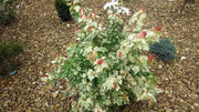 - Acer rubrum 'Vanity' Variegated Red Maple - Mr Maple │ Buy Japanese Maple Trees