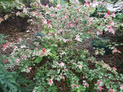 - Acer rubrum 'Vanity' Variegated Red Maple - Mr Maple │ Buy Japanese Maple Trees