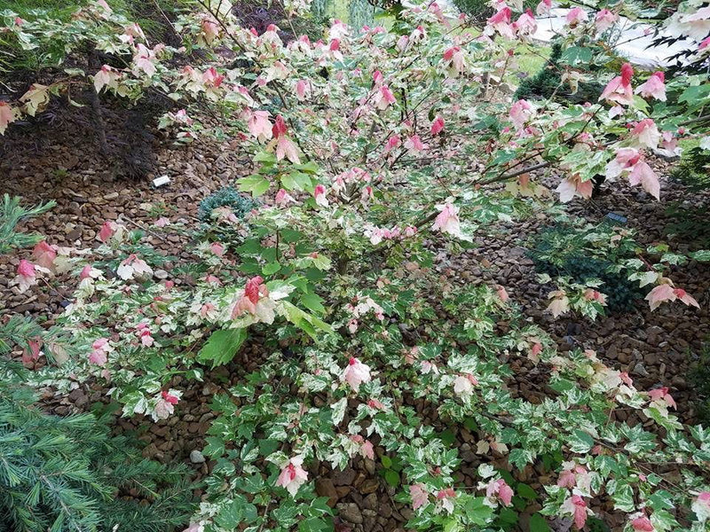 - Acer rubrum 'Vanity' Variegated Red Maple - Mr Maple │ Buy Japanese Maple Trees