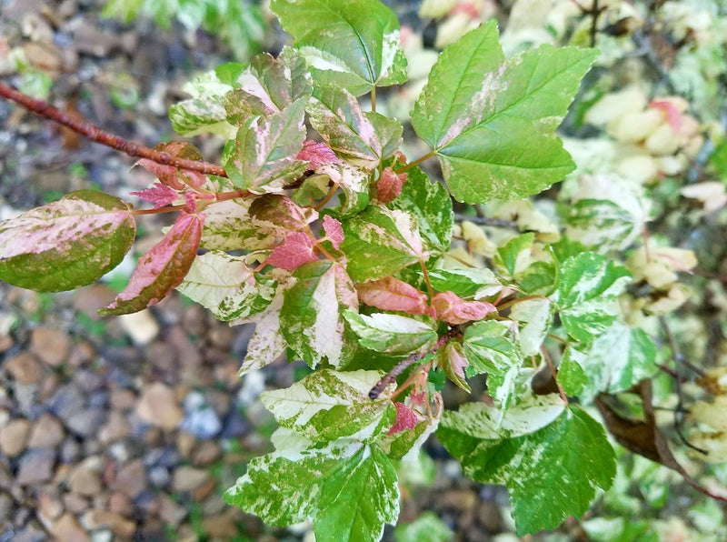 - Acer rubrum 'Vanity' Variegated Red Maple - Mr Maple │ Buy Japanese Maple Trees