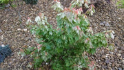 - Acer rubrum 'Vanity' Variegated Red Maple - Mr Maple │ Buy Japanese Maple Trees