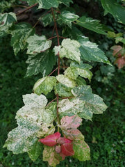 - Acer rubrum 'Vanity' Variegated Red Maple - Mr Maple │ Buy Japanese Maple Trees