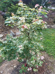 - Acer rubrum 'Vanity' Variegated Red Maple - Mr Maple │ Buy Japanese Maple Trees