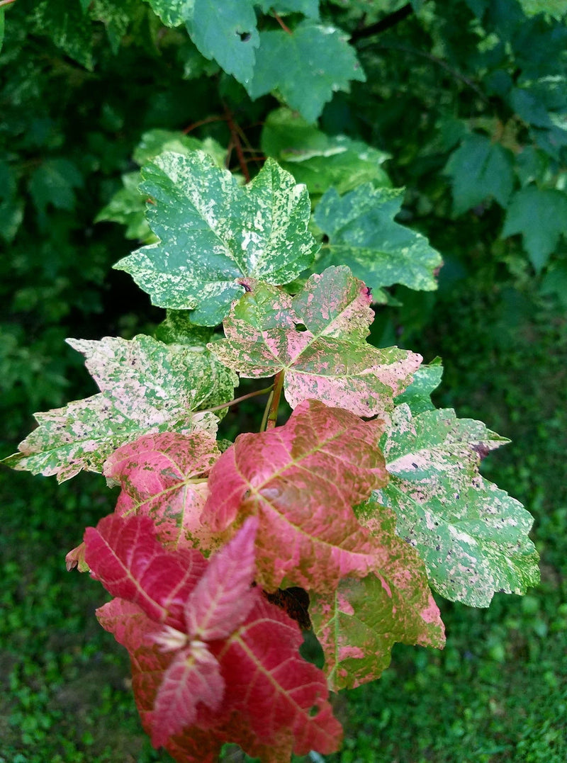 - Acer rubrum 'Vanity' Variegated Red Maple - Mr Maple │ Buy Japanese Maple Trees