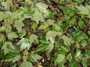 - Acer rubrum 'Vanity' Variegated Red Maple - Mr Maple │ Buy Japanese Maple Trees
