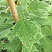 - Acer rufinerve 'Hatsu yuki' Variegated Snakebark Maple - Mr Maple │ Buy Japanese Maple Trees