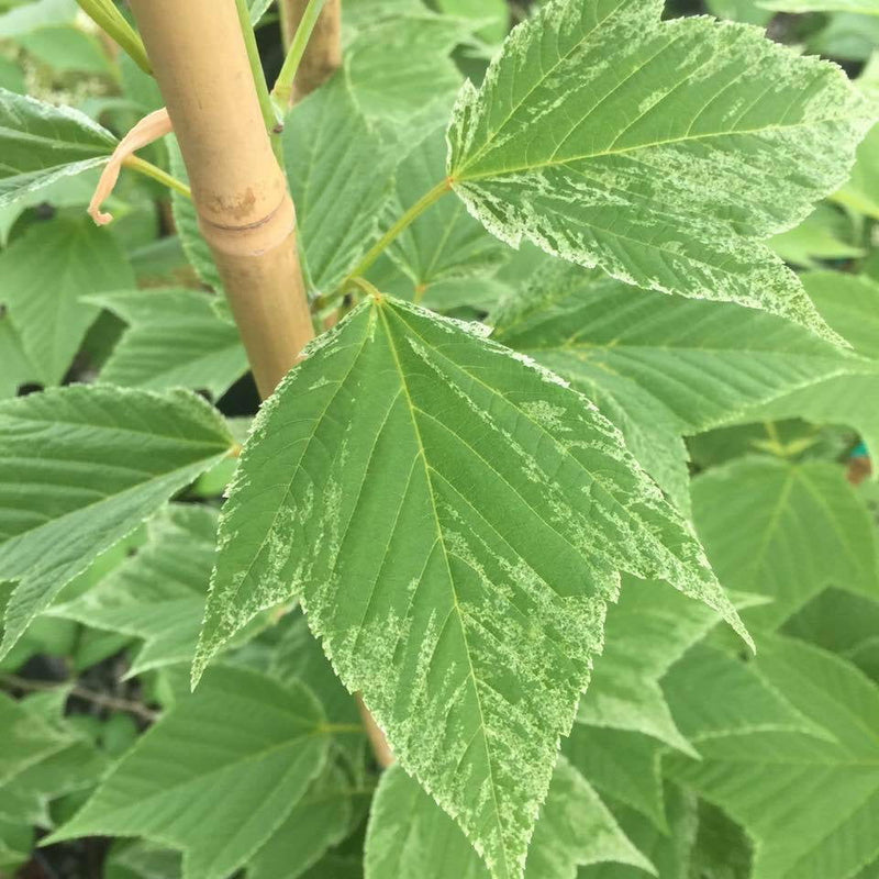 - Acer rufinerve 'Hatsu yuki' Variegated Snakebark Maple - Mr Maple │ Buy Japanese Maple Trees