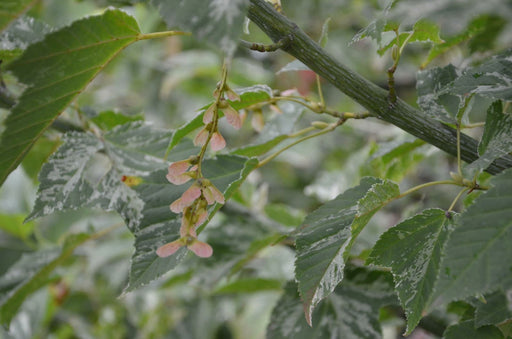 - Acer rufinerve 'Hatsu yuki' Variegated Snakebark Maple - Mr Maple │ Buy Japanese Maple Trees