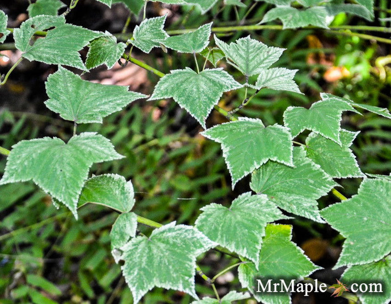 - Acer rufinerve 'Hatsu yuki' Variegated Snakebark Maple - Mr Maple │ Buy Japanese Maple Trees