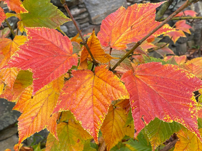 - Acer rufinerve 'Hatsu yuki' Variegated Snakebark Maple - Mr Maple │ Buy Japanese Maple Trees