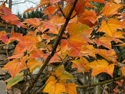 - Acer rufinerve 'Hatsu yuki' Variegated Snakebark Maple - Mr Maple │ Buy Japanese Maple Trees
