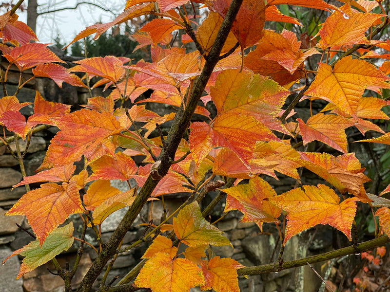 - Acer rufinerve 'Hatsu yuki' Variegated Snakebark Maple - Mr Maple │ Buy Japanese Maple Trees