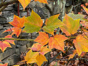 - Acer rufinerve 'Hatsu yuki' Variegated Snakebark Maple - Mr Maple │ Buy Japanese Maple Trees