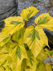 - Acer rufinerve 'Sunshine' Variegated Snakebark Japanese Maple - Mr Maple │ Buy Japanese Maple Trees