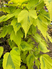 - Acer rufinerve 'Sunshine' Variegated Snakebark Japanese Maple - Mr Maple │ Buy Japanese Maple Trees