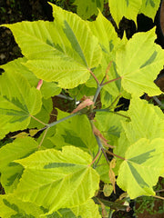 - Acer rufinerve 'Sunshine' Variegated Snakebark Japanese Maple - Mr Maple │ Buy Japanese Maple Trees