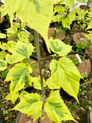 - Acer rufinerve 'Sunshine' Variegated Snakebark Japanese Maple - Mr Maple │ Buy Japanese Maple Trees