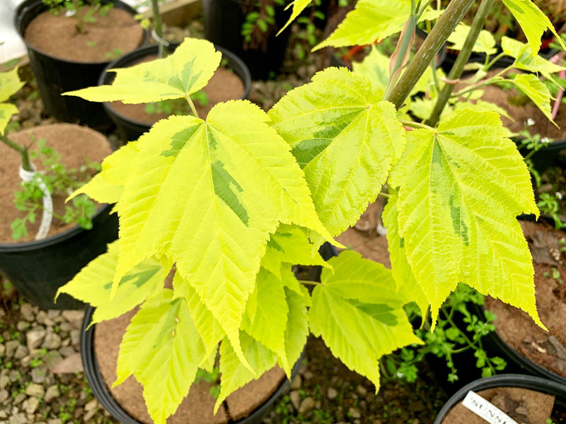 - Acer rufinerve 'Sunshine' Variegated Snakebark Japanese Maple - Mr Maple │ Buy Japanese Maple Trees