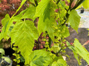 - Acer rufinerve 'Sunshine' Variegated Snakebark Japanese Maple - Mr Maple │ Buy Japanese Maple Trees