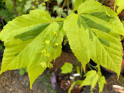 - Acer rufinerve 'Sunshine' Variegated Snakebark Japanese Maple - Mr Maple │ Buy Japanese Maple Trees