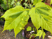 - Acer rufinerve 'Sunshine' Variegated Snakebark Japanese Maple - Mr Maple │ Buy Japanese Maple Trees