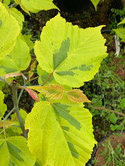 - Acer rufinerve 'Sunshine' Variegated Snakebark Japanese Maple - Mr Maple │ Buy Japanese Maple Trees