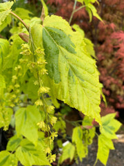 - Acer rufinerve 'Sunshine' Variegated Snakebark Japanese Maple - Mr Maple │ Buy Japanese Maple Trees
