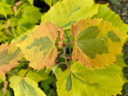 - Acer rufinerve 'Sunshine' Variegated Snakebark Japanese Maple - Mr Maple │ Buy Japanese Maple Trees