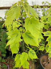 - Acer rufinerve 'Sunshine' Variegated Snakebark Japanese Maple - Mr Maple │ Buy Japanese Maple Trees
