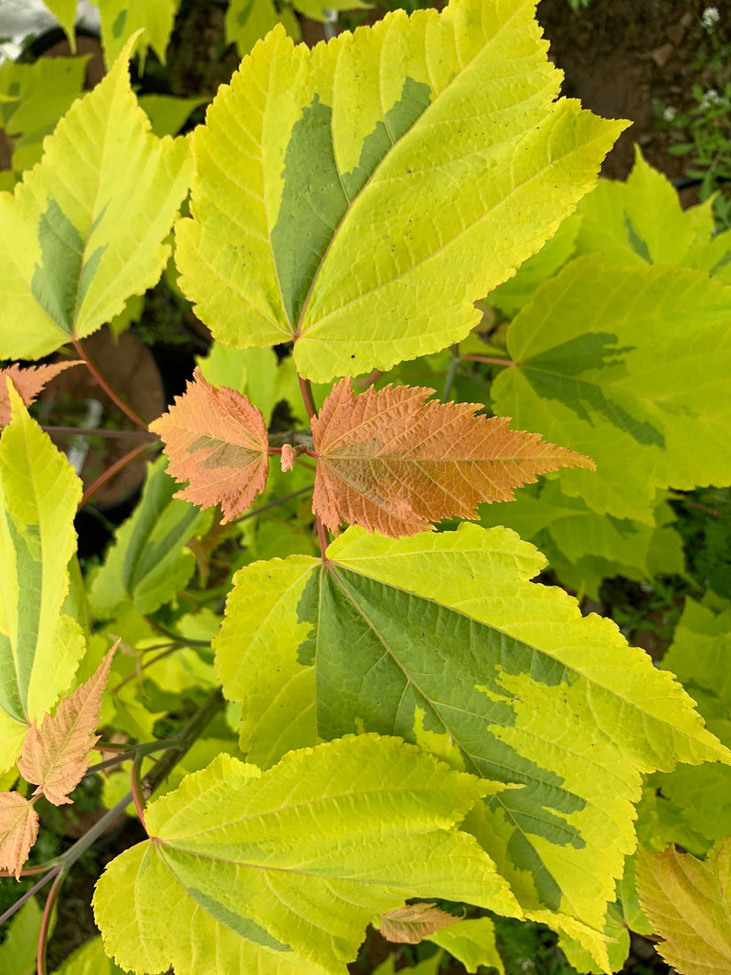 - Acer rufinerve 'Sunshine' Variegated Snakebark Japanese Maple - Mr Maple │ Buy Japanese Maple Trees