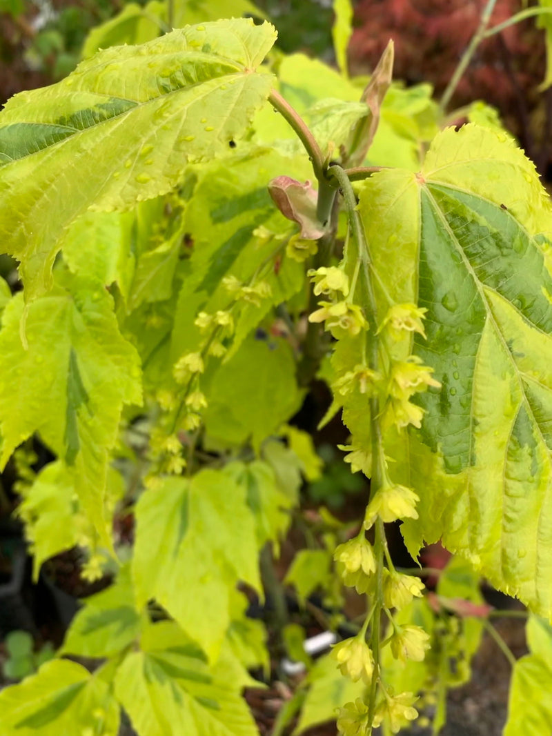 - Acer rufinerve 'Sunshine' Variegated Snakebark Japanese Maple - Mr Maple │ Buy Japanese Maple Trees
