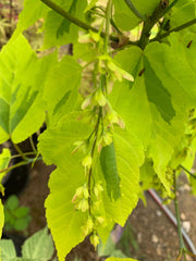 - Acer rufinerve 'Sunshine' Variegated Snakebark Japanese Maple - Mr Maple │ Buy Japanese Maple Trees