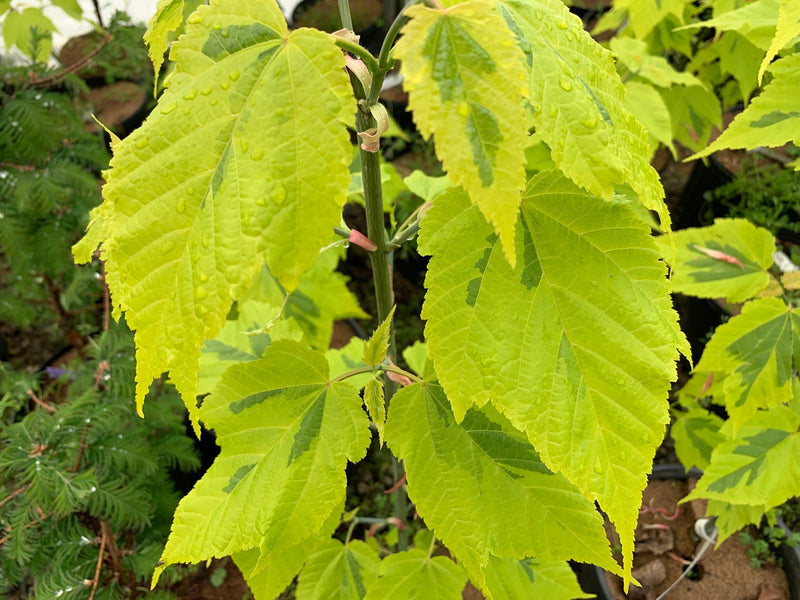 - Acer rufinerve 'Sunshine' Variegated Snakebark Japanese Maple - Mr Maple │ Buy Japanese Maple Trees