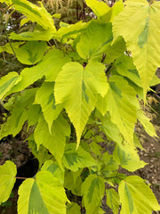 - Acer rufinerve 'Sunshine' Variegated Snakebark Japanese Maple - Mr Maple │ Buy Japanese Maple Trees