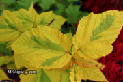 - Acer rufinerve 'Sunshine' Variegated Snakebark Japanese Maple - Mr Maple │ Buy Japanese Maple Trees