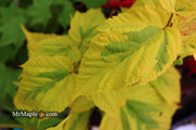- Acer rufinerve 'Sunshine' Variegated Snakebark Japanese Maple - Mr Maple │ Buy Japanese Maple Trees
