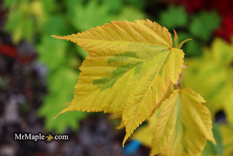 - Acer rufinerve 'Sunshine' Variegated Snakebark Japanese Maple - Mr Maple │ Buy Japanese Maple Trees